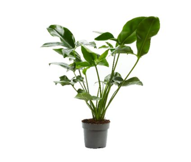 PHILODENDRON FUN BUN