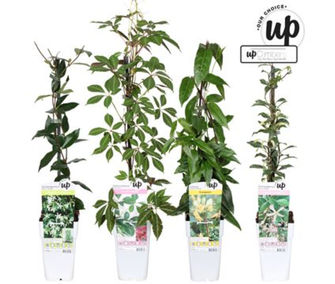 PLANTE GRIMPANTE VARIEE