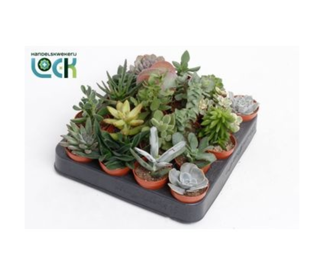 SUCCULENTE VARIEE