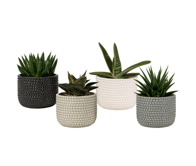 SUCCULENTE CERAM