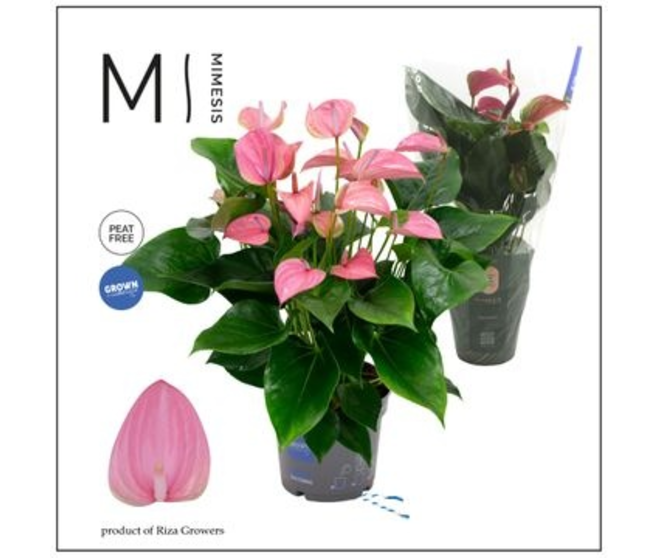 ANTHURIUM ANDREANUM JOLI ROSE