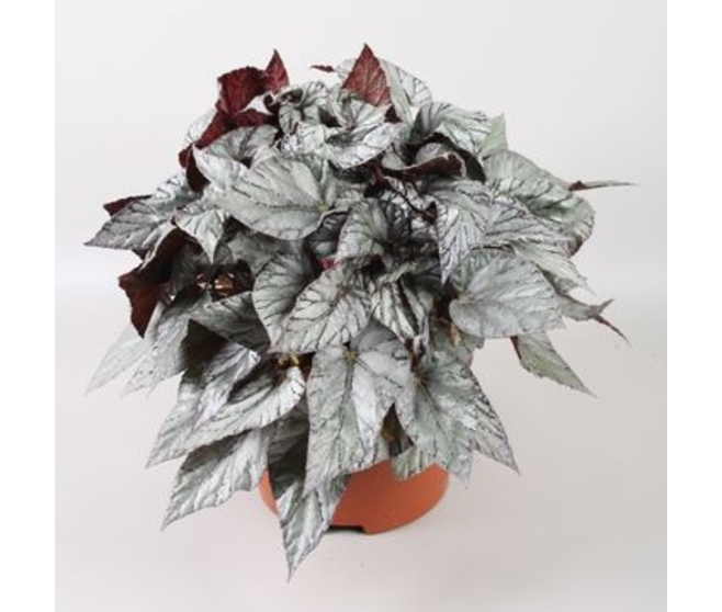 BEGONIA BELEAF ARCTIC BREEZE