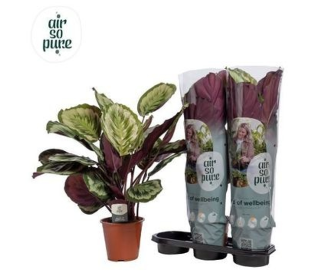 CALATHEA MYSTY