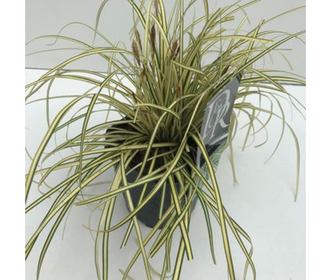 CAREX EVERGOLD