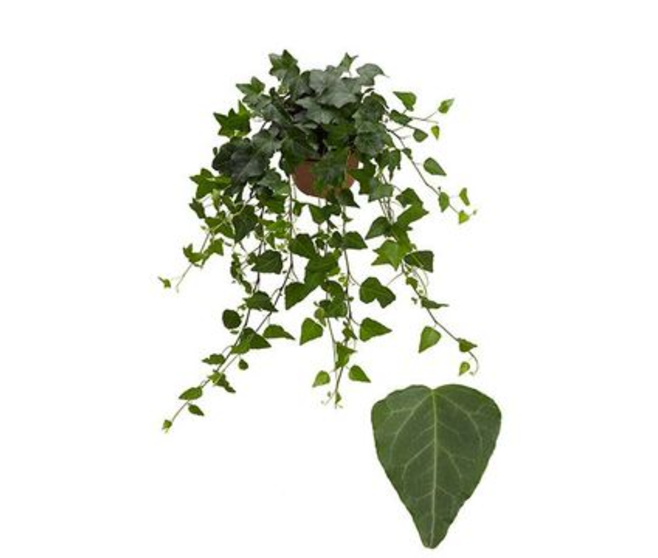 HEDERA WILCO