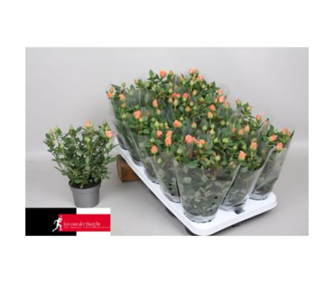 ROIER KORDANA ORANGE