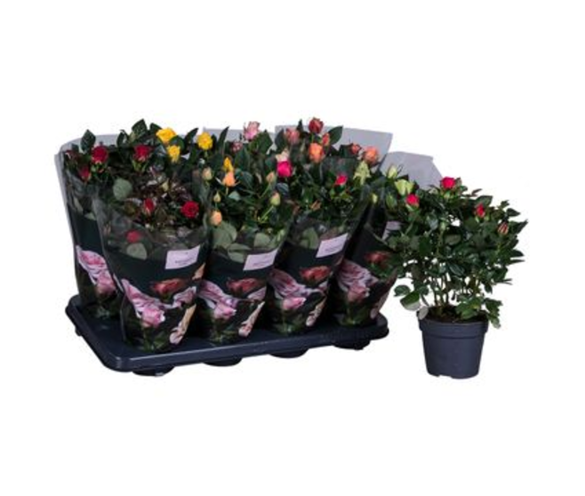 ROSIER PATIO VARIE