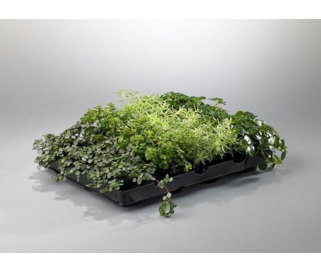 SEDUM