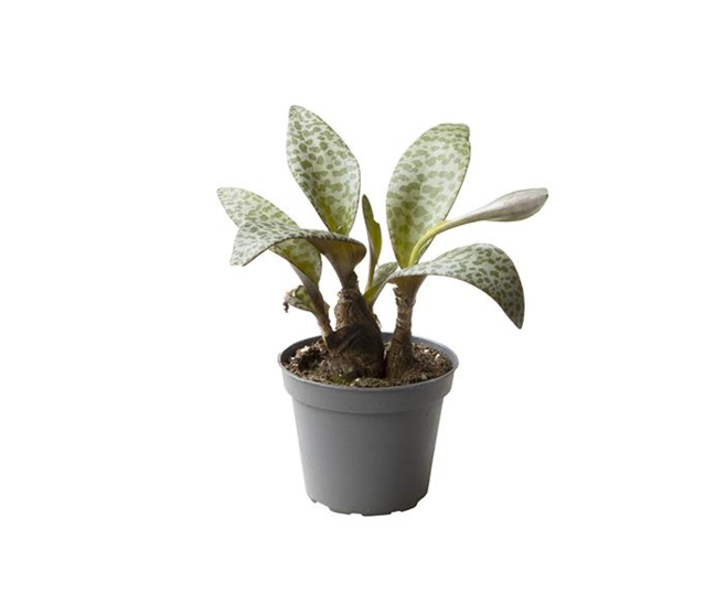 LEDEBOURIA SOCIALIS