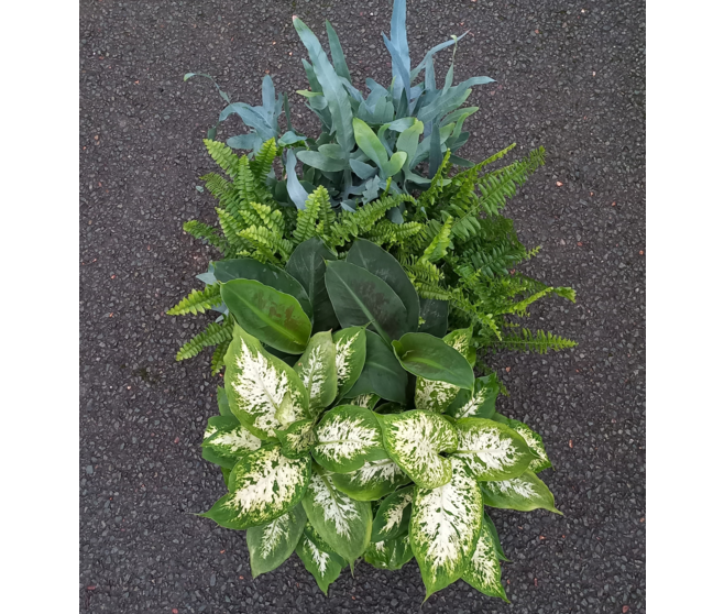 PLANTES VERTES VARIEES