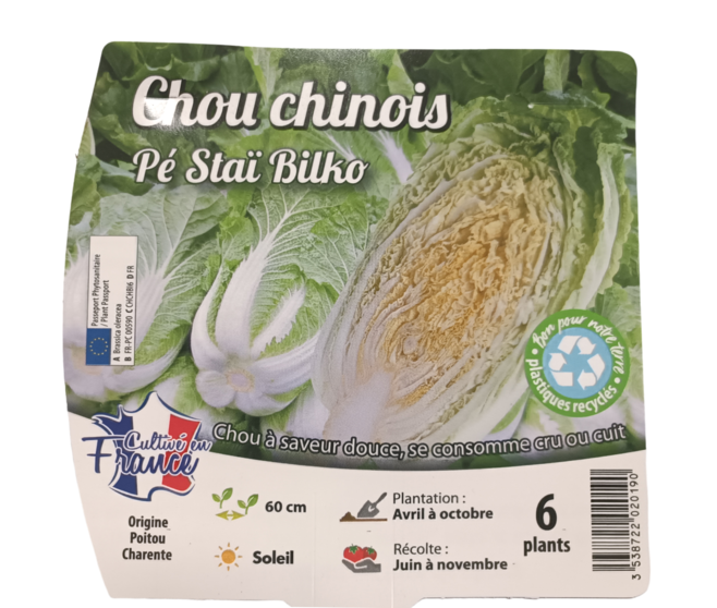 CHOU CHINOIS BILKO BQ12