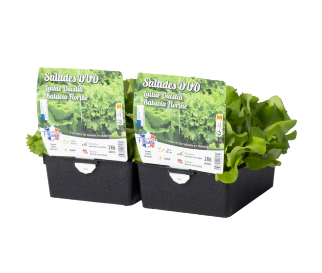 DUO LAITUE OUISTITI/BATAVIA FLORINE BQ12