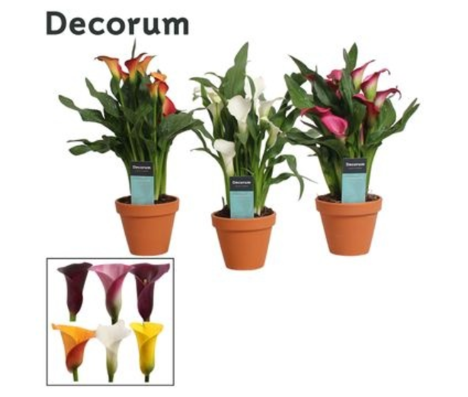 ARUM COULEUR P TERRE