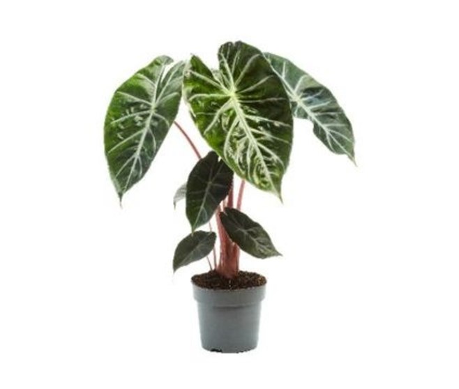 ALOCASIA VARIE