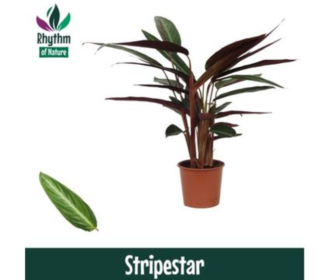 CALATHEA STOMANTHE STRIPESTAR