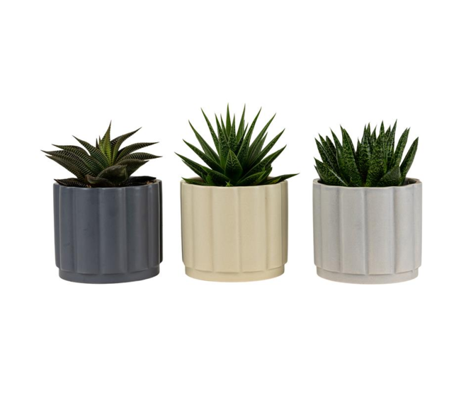 SUCCULENTE CERAM