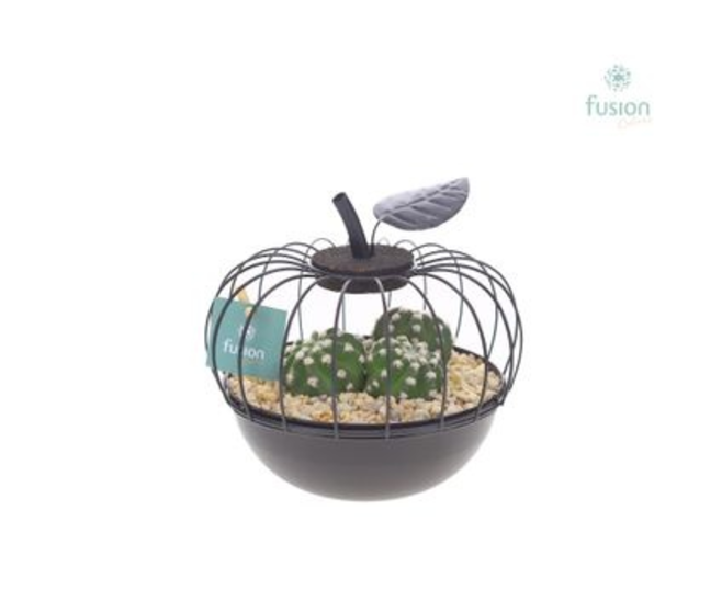 COMPO CACTUS METAL