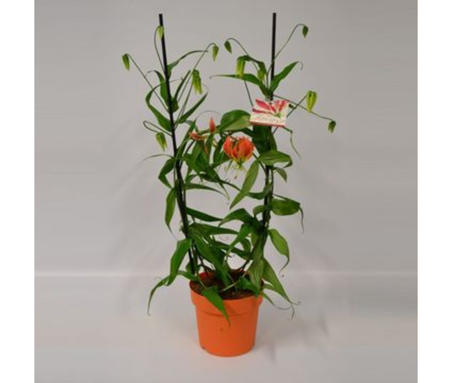 GLORIOSA ORANGE ARCEAU
