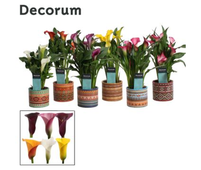 ARUM COULEUR CERAM