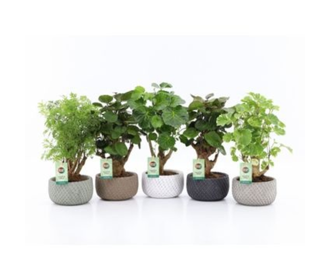 ARALIA POLYSCIAS CERAM