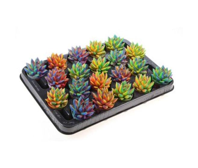 ECHEVERIA TEINTE CHAMELEON