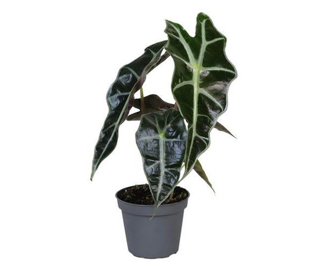 ALOCASIA AMAZONICA