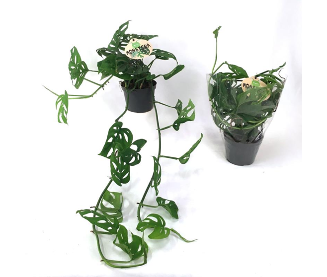 PHILODENDRON MONSTERA ADANSONII