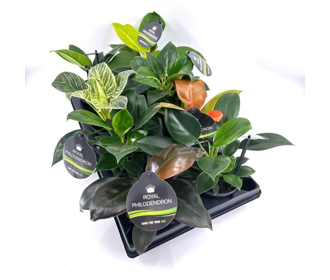 PHILODENDRON IMPERIAL VARIE