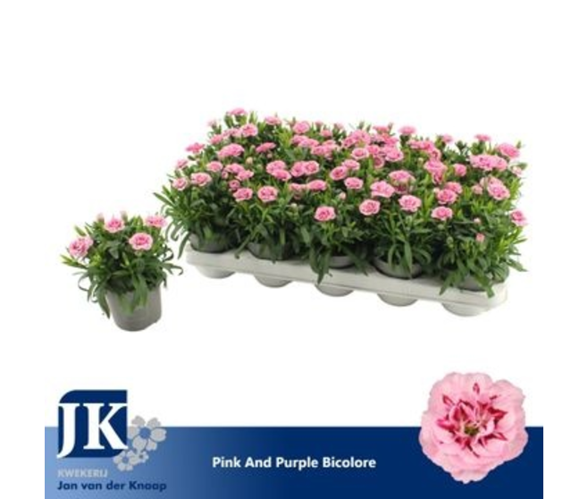 OEILLET OSCAR ROSE VIOLET