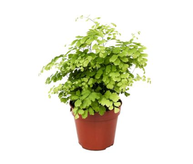 ADIANTUM FRAGRANS