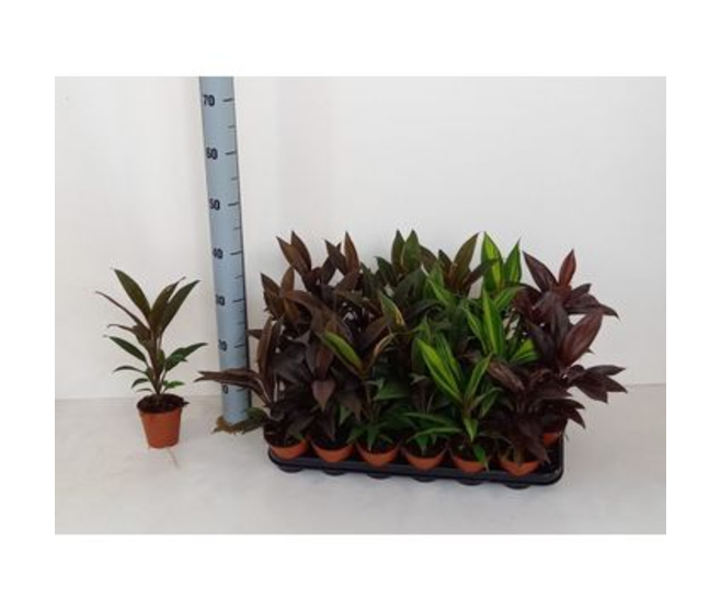 CORDYLINE VARIEE