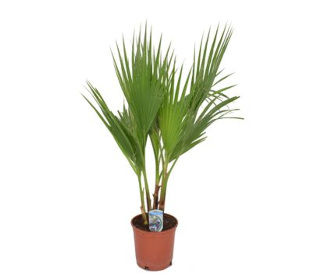 WASHINGTONIA FILIFERA
