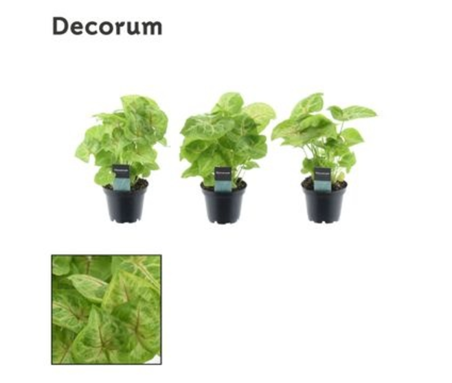 SYNGONIUM GOLDEN