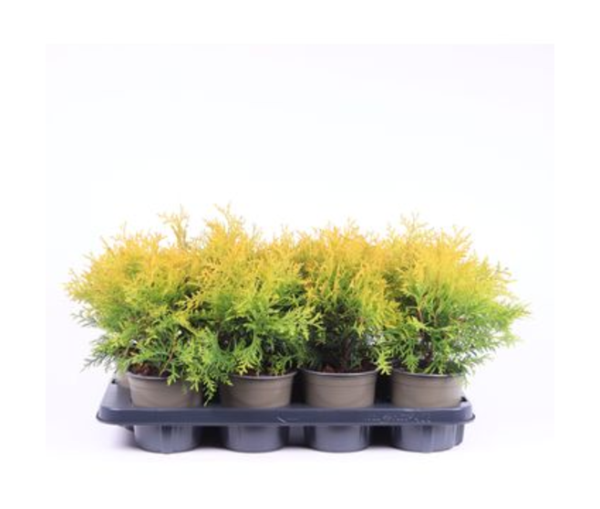 THUJA GOLDEN GLOBE
