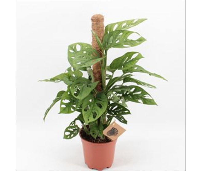 PHILODENDRON MONSTERA MONKEY TM