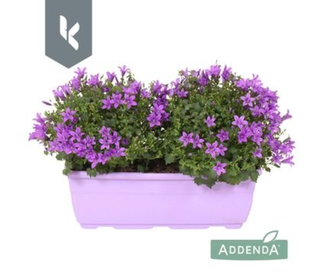 CAMPANULE AMBELLA PURPLE JARD