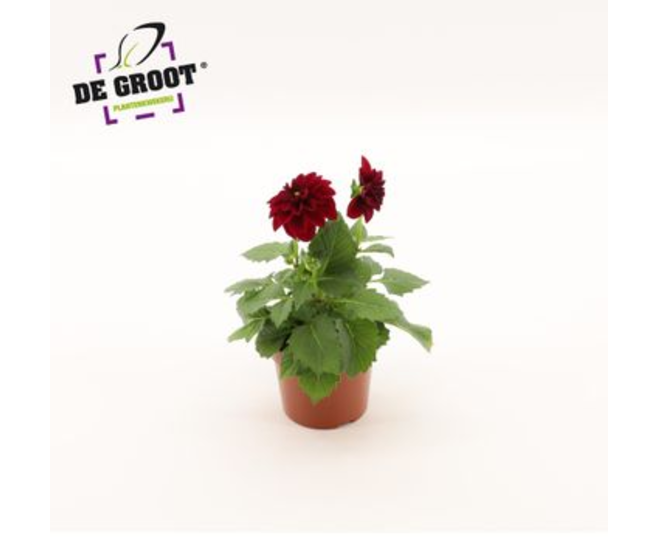 DAHLIA PATTY