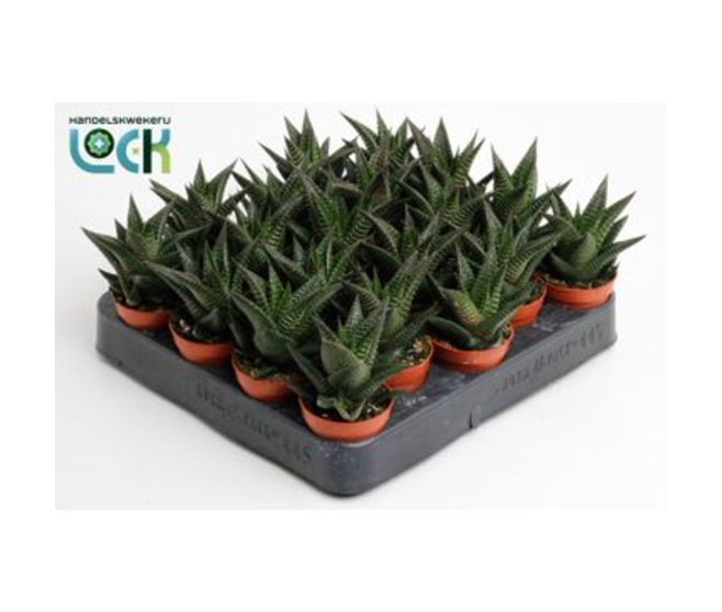 CACTUS HAWORTHIA LIMIFOLIA
