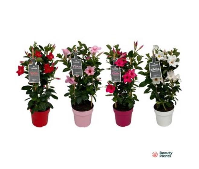 DIPLADENIA COLLECTION PYRAM