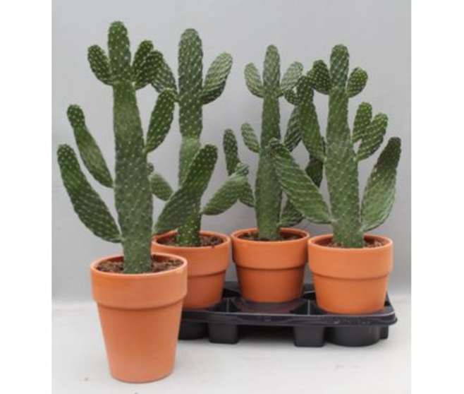 CACTUS OPUNTIA P TERRE