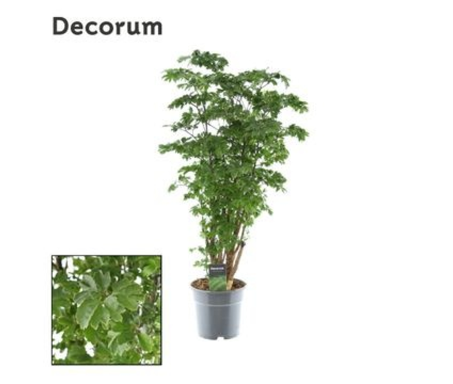 ARALIA POLYSCIAS RAMIFIE