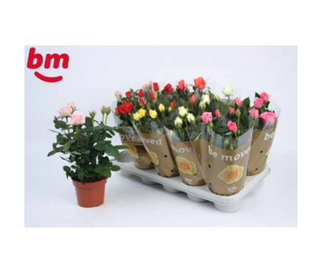 ROSIER BEAUMONDE VARIE