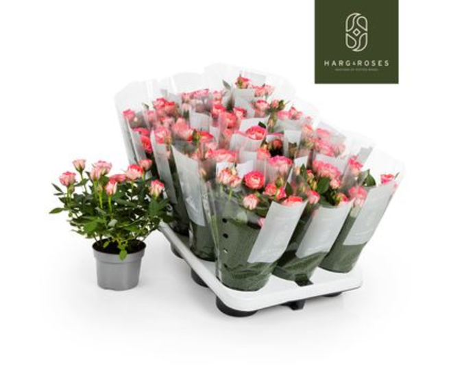 ROSIER FAME KORDANA ROSE