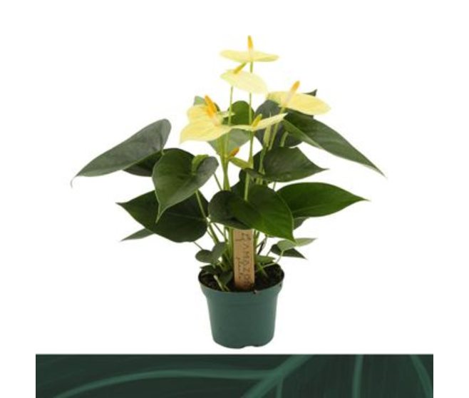 ANTHURIUM ANDREANUM VANILLA