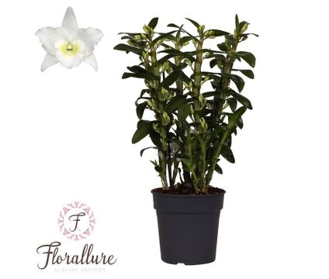 DENDROBIUM 6BR NOBILE BLANC