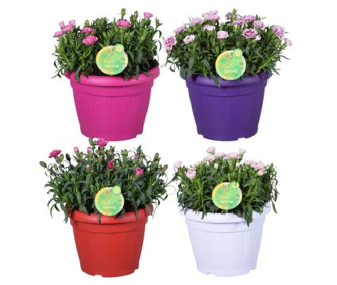 OEILLET OSCAR P COLORE
