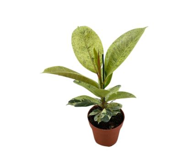 FICUS ELASTICA