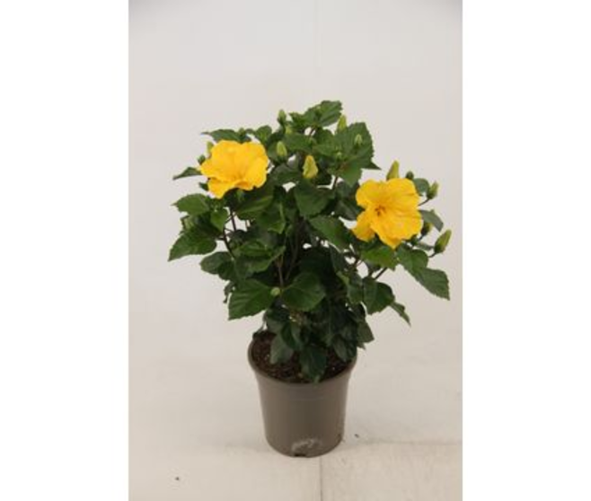 HIBISCUS ROSA SINENSIS JAUNE