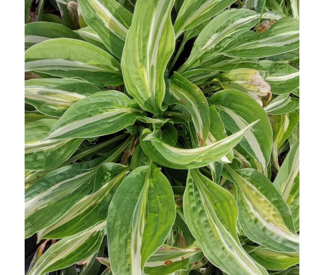 HOSTA SNAKE EYES