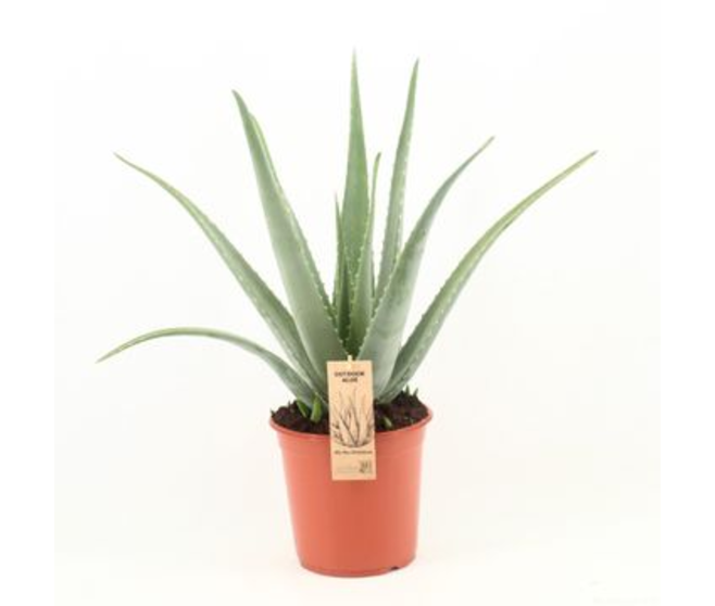 ALOE VERA